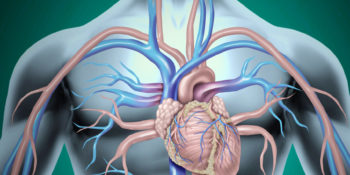 Echographe Vasculaire Pour Angiologue / Echographie Vasculaire