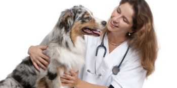 Échographe Vétérinaire / Médecine Vétérinaire