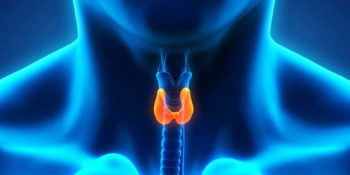 Echographe Pour Endocrinologues/ Endocrinologie